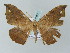  (Oxydia AH11Me - BC ZSM Lep 57692)  @12 [ ] CreativeCommons - Attribution Non-Commercial Share-Alike (2011) Axel Hausmann/Bavarian State Collection of Zoology (ZSM) SNSB, Zoologische Staatssammlung Muenchen