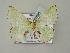  ( - BC ZSM Lep 57698)  @12 [ ] CreativeCommons - Attribution Non-Commercial Share-Alike (2011) Axel Hausmann/Bavarian State Collection of Zoology (ZSM) SNSB, Zoologische Staatssammlung Muenchen