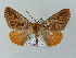  ( - BC ZSM Lep 57700)  @14 [ ] CreativeCommons - Attribution Non-Commercial Share-Alike (2011) Axel Hausmann/Bavarian State Collection of Zoology (ZSM) SNSB, Zoologische Staatssammlung Muenchen