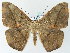  (Oxydia trychiataAH01Me - BC ZSM Lep 57712)  @13 [ ] CreativeCommons - Attribution Non-Commercial Share-Alike (2011) Axel Hausmann/Bavarian State Collection of Zoology (ZSM) SNSB, Zoologische Staatssammlung Muenchen