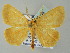  (Eusarca AH05Me - BC ZSM Lep 57716)  @13 [ ] CreativeCommons - Attribution Non-Commercial Share-Alike (2011) Axel Hausmann/Bavarian State Collection of Zoology (ZSM) SNSB, Zoologische Staatssammlung Muenchen