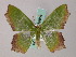  ( - BC ZSM Lep 58858)  @11 [ ] CreativeCommons - Attribution Non-Commercial Share-Alike (2011) Axel Hausmann/Bavarian State Collection of Zoology (ZSM) SNSB, Zoologische Staatssammlung Muenchen