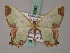  ( - BC ZSM Lep 58882)  @11 [ ] CreativeCommons - Attribution Non-Commercial Share-Alike (2011) Axel Hausmann/Bavarian State Collection of Zoology (ZSM) SNSB, Zoologische Staatssammlung Muenchen