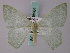  ( - BC ZSM Lep 58904)  @11 [ ] CreativeCommons - Attribution Non-Commercial Share-Alike (2011) Axel Hausmann/Bavarian State Collection of Zoology (ZSM) SNSB, Zoologische Staatssammlung Muenchen
