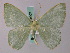  ( - BC ZSM Lep 58907)  @11 [ ] CreativeCommons - Attribution Non-Commercial Share-Alike (2011) Axel Hausmann/Bavarian State Collection of Zoology (ZSM) SNSB, Zoologische Staatssammlung Muenchen