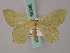  ( - BC ZSM Lep 58936)  @14 [ ] CreativeCommons - Attribution Non-Commercial Share-Alike (2011) Axel Hausmann/Bavarian State Collection of Zoology (ZSM) SNSB, Zoologische Staatssammlung Muenchen