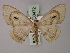  ( - BC ZSM Lep 60472)  @11 [ ] CreativeCommons - Attribution Non-Commercial Share-Alike (2011) Axel Hausmann/Bavarian State Collection of Zoology (ZSM) SNSB, Zoologische Staatssammlung Muenchen