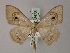  (Problepsis violescens - BC ZSM Lep 60473)  @12 [ ] CreativeCommons - Attribution Non-Commercial Share-Alike (2011) Axel Hausmann/Bavarian State Collection of Zoology (ZSM) SNSB, Zoologische Staatssammlung Muenchen