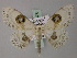  (Problepsis crassinotata - BC ZSM Lep 60475)  @15 [ ] CreativeCommons - Attribution Non-Commercial Share-Alike (2011) Axel Hausmann/Bavarian State Collection of Zoology (ZSM) SNSB, Zoologische Staatssammlung Muenchen
