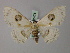 (Problepsis albidior - BC ZSM Lep 60476)  @13 [ ] CreativeCommons - Attribution Non-Commercial Share-Alike (2011) Axel Hausmann/Bavarian State Collection of Zoology (ZSM) SNSB, Zoologische Staatssammlung Muenchen
