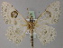  (Problepsis insignita - BC ZSM Lep 60477)  @13 [ ] CreativeCommons - Attribution Non-Commercial Share-Alike (2011) Axel Hausmann/Bavarian State Collection of Zoology (ZSM) SNSB, Zoologische Staatssammlung Muenchen