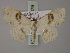  (Problepsis delphiaria - BC ZSM Lep 60479)  @14 [ ] CreativeCommons - Attribution Non-Commercial Share-Alike (2011) Axel Hausmann/Bavarian State Collection of Zoology (ZSM) SNSB, Zoologische Staatssammlung Muenchen