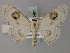  (Problepsis wilemani - BC ZSM Lep 60481)  @14 [ ] CreativeCommons - Attribution Non-Commercial Share-Alike (2011) Axel Hausmann/Bavarian State Collection of Zoology (ZSM) SNSB, Zoologische Staatssammlung Muenchen