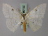  (Problepsis brevitarsis - BC ZSM Lep 60482)  @13 [ ] CreativeCommons - Attribution Non-Commercial Share-Alike (2011) Axel Hausmann/Bavarian State Collection of Zoology (ZSM) SNSB, Zoologische Staatssammlung Muenchen