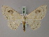  (Problepsis similinotata - BC ZSM Lep 60483)  @11 [ ] CreativeCommons - Attribution Non-Commercial Share-Alike (2011) Axel Hausmann/Bavarian State Collection of Zoology (ZSM) SNSB, Zoologische Staatssammlung Muenchen