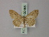  (Discomiosis protrusifrons - BC ZSM Lep 60485)  @14 [ ] CreativeCommons - Attribution Non-Commercial Share-Alike (2011) Axel Hausmann/Bavarian State Collection of Zoology (ZSM) SNSB, Zoologische Staatssammlung Muenchen