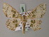  (Scopula agrata - BC ZSM Lep 60487)  @13 [ ] CreativeCommons - Attribution Non-Commercial Share-Alike (2011) Axel Hausmann/Bavarian State Collection of Zoology (ZSM) SNSB, Zoologische Staatssammlung Muenchen