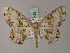  (Scopula parvimacula - BC ZSM Lep 60488)  @15 [ ] CreativeCommons - Attribution Non-Commercial Share-Alike (2011) Axel Hausmann/Bavarian State Collection of Zoology (ZSM) SNSB, Zoologische Staatssammlung Muenchen