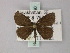  (Scopula kuldschaensis - BC ZSM Lep 60490)  @12 [ ] CreativeCommons - Attribution Non-Commercial Share-Alike (2011) Axel Hausmann/Bavarian State Collection of Zoology (ZSM) SNSB, Zoologische Staatssammlung Muenchen