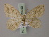  (Scopula curvimargo - BC ZSM Lep 60492)  @12 [ ] CreativeCommons - Attribution Non-Commercial Share-Alike (2011) Axel Hausmann/Bavarian State Collection of Zoology (ZSM) SNSB, Zoologische Staatssammlung Muenchen