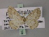  (Scopula pallidisalsa - BC ZSM Lep 60494)  @13 [ ] CreativeCommons - Attribution Non-Commercial Share-Alike (2011) Axel Hausmann/Bavarian State Collection of Zoology (ZSM) SNSB, Zoologische Staatssammlung Muenchen