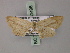  ( - BC ZSM Lep 60498)  @12 [ ] CreativeCommons - Attribution Non-Commercial Share-Alike (2011) Axel Hausmann/Bavarian State Collection of Zoology (ZSM) SNSB, Zoologische Staatssammlung Muenchen