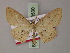  ( - BC ZSM Lep 60500)  @11 [ ] CreativeCommons - Attribution Non-Commercial Share-Alike (2011) Axel Hausmann/Bavarian State Collection of Zoology (ZSM) SNSB, Zoologische Staatssammlung Muenchen