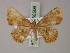  ( - BC ZSM Lep 60506)  @14 [ ] CreativeCommons - Attribution Non-Commercial Share-Alike (2011) Axel Hausmann/Bavarian State Collection of Zoology (ZSM) SNSB, Zoologische Staatssammlung Muenchen