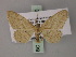  ( - BC ZSM Lep 60510)  @11 [ ] CreativeCommons - Attribution Non-Commercial Share-Alike (2011) Axel Hausmann/Bavarian State Collection of Zoology (ZSM) SNSB, Zoologische Staatssammlung Muenchen