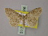  (Scopula hackeri - BC ZSM Lep 60516)  @14 [ ] CreativeCommons - Attribution Non-Commercial Share-Alike (2011) Axel Hausmann/Bavarian State Collection of Zoology (ZSM) SNSB, Zoologische Staatssammlung Muenchen