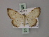  ( - BC ZSM Lep 60520)  @11 [ ] CreativeCommons - Attribution Non-Commercial Share-Alike (2011) Axel Hausmann/Bavarian State Collection of Zoology (ZSM) SNSB, Zoologische Staatssammlung Muenchen