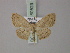  ( - BC ZSM Lep 60523)  @11 [ ] CreativeCommons - Attribution Non-Commercial Share-Alike (2011) Axel Hausmann/Bavarian State Collection of Zoology (ZSM) SNSB, Zoologische Staatssammlung Muenchen