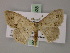  (Scopula fimbrilineata - BC ZSM Lep 60528)  @14 [ ] CreativeCommons - Attribution Non-Commercial Share-Alike (2011) Axel Hausmann/Bavarian State Collection of Zoology (ZSM) SNSB, Zoologische Staatssammlung Muenchen