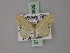  ( - BC ZSM Lep 60529)  @13 [ ] CreativeCommons - Attribution Non-Commercial Share-Alike (2011) Axel Hausmann/Bavarian State Collection of Zoology (ZSM) SNSB, Zoologische Staatssammlung Muenchen