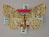  (Scopula karischi - BC ZSM Lep 60532)  @13 [ ] CreativeCommons - Attribution Non-Commercial Share-Alike (2011) Axel Hausmann/Bavarian State Collection of Zoology (ZSM) SNSB, Zoologische Staatssammlung Muenchen
