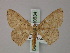  (Scopula dux - BC ZSM Lep 60534)  @12 [ ] CreativeCommons - Attribution Non-Commercial Share-Alike (2011) Axel Hausmann/Bavarian State Collection of Zoology (ZSM) SNSB, Zoologische Staatssammlung Muenchen