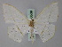  (Scopula transsecta - BC ZSM Lep 60539)  @15 [ ] CreativeCommons - Attribution Non-Commercial Share-Alike (2011) Axel Hausmann/Bavarian State Collection of Zoology (ZSM) SNSB, Zoologische Staatssammlung Muenchen