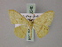  (Scopula rectisecta - BC ZSM Lep 60540)  @13 [ ] CreativeCommons - Attribution Non-Commercial Share-Alike (2011) Axel Hausmann/Bavarian State Collection of Zoology (ZSM) SNSB, Zoologische Staatssammlung Muenchen