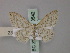  ( - BC ZSM Lep 60542)  @11 [ ] CreativeCommons - Attribution Non-Commercial Share-Alike (2011) Axel Hausmann/Bavarian State Collection of Zoology (ZSM) SNSB, Zoologische Staatssammlung Muenchen
