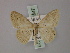  ( - BC ZSM Lep 60547)  @11 [ ] CreativeCommons - Attribution Non-Commercial Share-Alike (2011) Axel Hausmann/Bavarian State Collection of Zoology (ZSM) SNSB, Zoologische Staatssammlung Muenchen