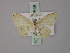  (Scopula brookesae - BC ZSM Lep 60548)  @12 [ ] CreativeCommons - Attribution Non-Commercial Share-Alike (2011) Axel Hausmann/Bavarian State Collection of Zoology (ZSM) SNSB, Zoologische Staatssammlung Muenchen