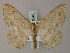  (Scopula moorei - BC ZSM Lep 60549)  @13 [ ] CreativeCommons - Attribution Non-Commercial Share-Alike (2011) Axel Hausmann/Bavarian State Collection of Zoology (ZSM) SNSB, Zoologische Staatssammlung Muenchen