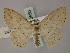  ( - BC ZSM Lep 60550)  @12 [ ] CreativeCommons - Attribution Non-Commercial Share-Alike (2011) Axel Hausmann/Bavarian State Collection of Zoology (ZSM) SNSB, Zoologische Staatssammlung Muenchen