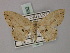  (Scopula annularia - BC ZSM Lep 60552)  @12 [ ] CreativeCommons - Attribution Non-Commercial Share-Alike (2011) Axel Hausmann/Bavarian State Collection of Zoology (ZSM) SNSB, Zoologische Staatssammlung Muenchen