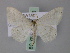  ( - BC ZSM Lep 60556)  @11 [ ] CreativeCommons - Attribution Non-Commercial Share-Alike (2011) Axel Hausmann/Bavarian State Collection of Zoology (ZSM) SNSB, Zoologische Staatssammlung Muenchen