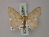  ( - BC ZSM Lep 60557)  @11 [ ] CreativeCommons - Attribution Non-Commercial Share-Alike (2011) Axel Hausmann/Bavarian State Collection of Zoology (ZSM) SNSB, Zoologische Staatssammlung Muenchen