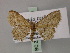  (Scopula taifica - BC ZSM Lep 60559)  @12 [ ] CreativeCommons - Attribution Non-Commercial Share-Alike (2011) Axel Hausmann/Bavarian State Collection of Zoology (ZSM) SNSB, Zoologische Staatssammlung Muenchen