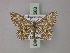  ( - BC ZSM Lep 60563)  @13 [ ] CreativeCommons - Attribution Non-Commercial Share-Alike (2011) Axel Hausmann/Bavarian State Collection of Zoology (ZSM) SNSB, Zoologische Staatssammlung Muenchen