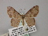  ( - BC ZSM Lep 60564)  @12 [ ] CreativeCommons - Attribution Non-Commercial Share-Alike (2011) Axel Hausmann/Bavarian State Collection of Zoology (ZSM) SNSB, Zoologische Staatssammlung Muenchen