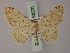  (Scopula sacrariaNP01Ir - BC ZSM Lep 60570)  @14 [ ] CreativeCommons - Attribution Non-Commercial Share-Alike (2011) Axel Hausmann/Bavarian State Collection of Zoology (ZSM) SNSB, Zoologische Staatssammlung Muenchen